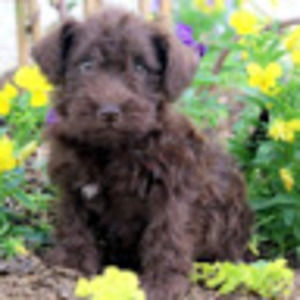 Meet your Posher, Solana